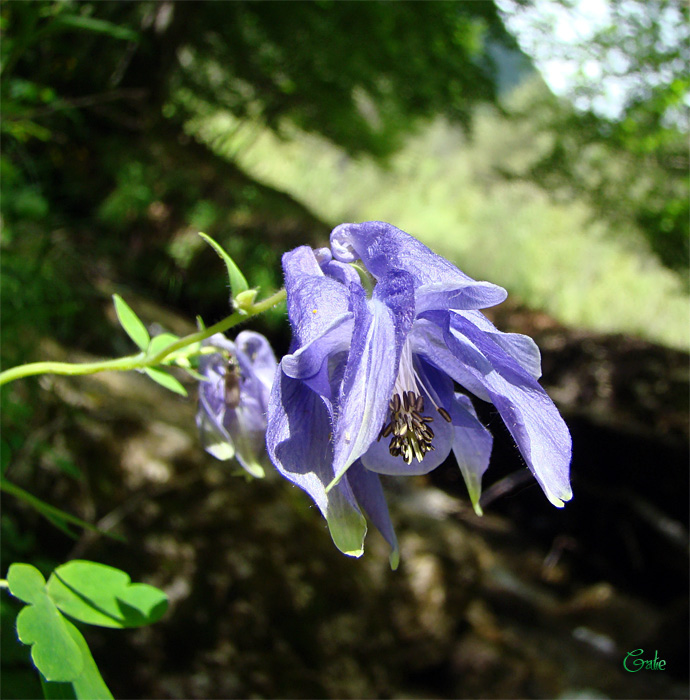 Aquilegia vulgaris / Aquilegia comune dall''Abruzzo